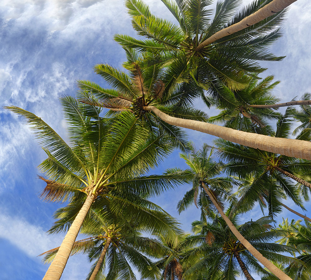 coconuts tree 10